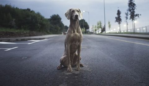 Mascotas queridas, mascotas abandonadas