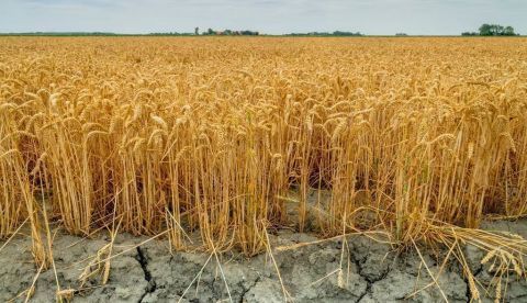 Sequía y anómalas temperaturas, mezcla dramática para el campo andaluz