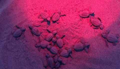 La playa de la Mar Bella de Barcelona ha visto nacer en las últimas horas a cuarenta ejemplares de tortuga marina Caretta Caretta (también conocida como tortuga boba) una especia protegida y catalogada como vulnerable./EFE/Generalitat de Catalunya