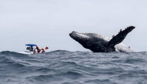 Las yubartas, o Megaptera novaeangliae, que comparten la familia de rorcuales con las ballenas azules y las minke, emplean para alimentarse de una táctica única: primero hacen un "rodeo" de peces menores moviéndose en círculos y luego arremeten con su boca abierta hacia el cardumen. EFE/José Jácome/Archivo