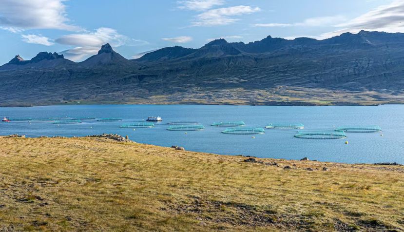 Granjas de peces en el fiordo Berufjörður, Islandia. Umomos / Shutterstock