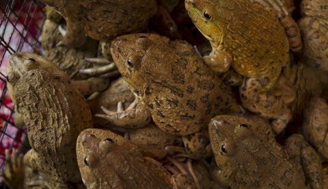 Las ranas deben su existencia a la extinción de los dinosaurios, dice un estudio El estudio alertó, sin embargo, que las ranas actuales, que comprenden más de 6.700 especies conocidas, y muchas otras especies animales y vegetales están bajo "estrés severo" en todo el mundo debido a la destrucción del hábitat, la explosión de la población humana y el cambio climático. EFE/Archivo