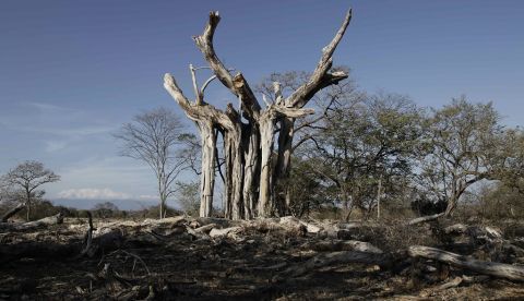 Fotografía de marzo de 2019 que muestra el paisaje en la provincia de Guanascate, en Costa Rica, afectado por el fenómeno de El Niño. EFE/Jeffrey Argueda