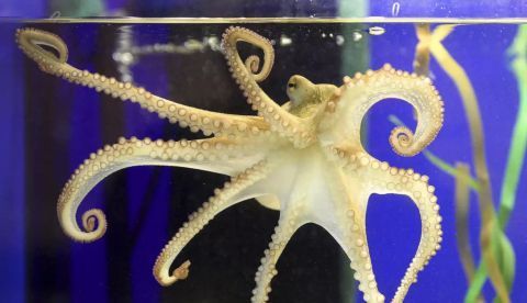 Pulpo, más que un animal de compañía