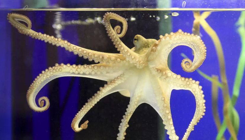 Pulpo, más que un animal de compañía