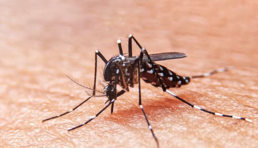  El virus del dengue se transmite por la picadura de mosquitos infectados del género ‘Aedes’. Witsawat.S/Shutterstock