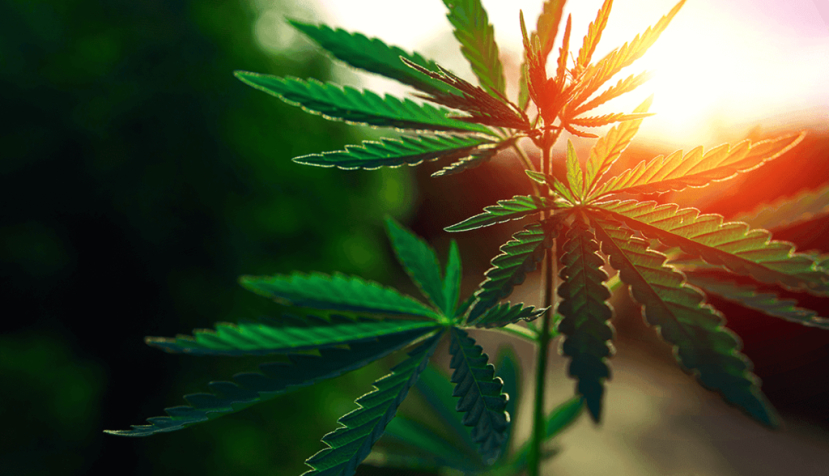 Cannabis medicinal: del tabú al hospital