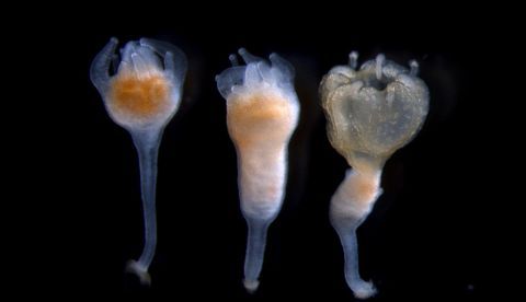 Fotografía facilitada por Instituto de Ciencia y Tecnología de Okinawa (OIST) que muestra la medusa Morbakka virulenta en su desarrollo de pólipo a medusa. EFE 	   