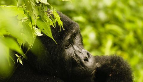 Un gorila de montaña  en el Parque Nacional Bwindi Impenetrable, cerca de Kisoro, Uganda. EFE/Archivo 