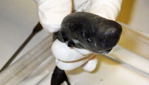 Fotografía cedida por la Universidad de Tulane y tomada por el investigador Michael Doosey donde se muestra el Mollisquama mississippiensis, un tiburón de bolsillo americano como lo han denominado, que fue descubierto por primera vez en el Golfo de México en 2010. EFE/Michael Doosey/Tulane University