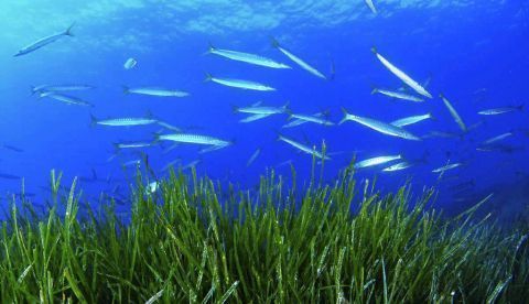 Las praderas marinas acumulan 227 millones de toneladas de CO2 en España
