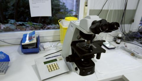 Un grupo de investigadores madrileños liderados por expertos de la Universidad Autónoma de Madrid (UAM) han descubierto que una proteína cerebral que participa en los procesos de plasticidad neuronal, la Neurogranina (Ng), promueve la interconectividad neuronal y potencia la actividad sináptica. EFE/Archivo
