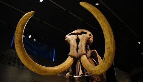 Encuentran restos de un mamut de hace más de 10.000 años en centro de México