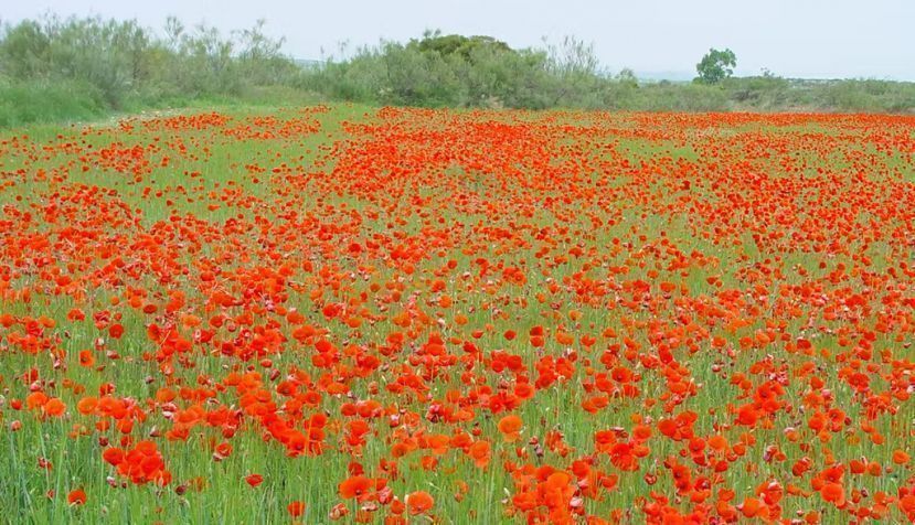 Amapolas en un campo de cereal. Jordi Recasens Guinjuan, Author provided