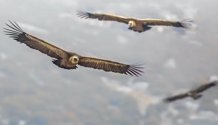 Rudmer Zwerver / Shutterstock