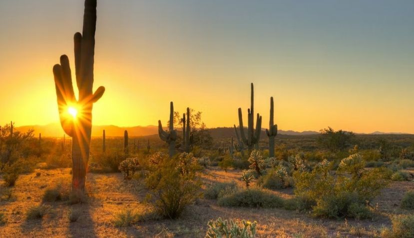 Desierto de Sonora. Shutterstock / LHBLLC