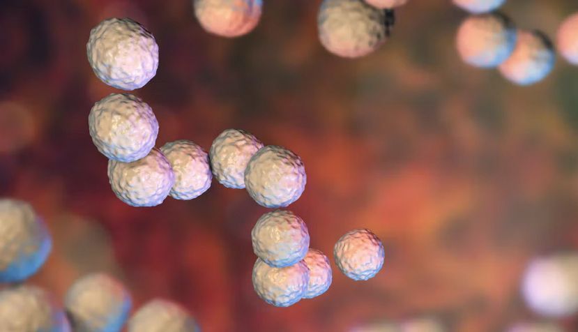 Ilustración de la bacteria Streptococcus pyogenes, conocida coloquialmente como Estreptococo A. Shutterstock / Kateryna Kon
