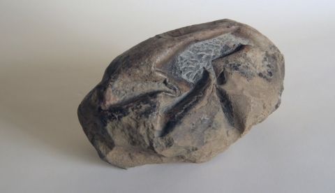 Un grupo de investigadores chilenos descubrió en la Antártida el huevo más grande de la era de los dinosaurios, de casi 30 centímetros y 6,5 kilos, que correspondería a un reptil marino que vivió hace más de 66 millones de años. EFE