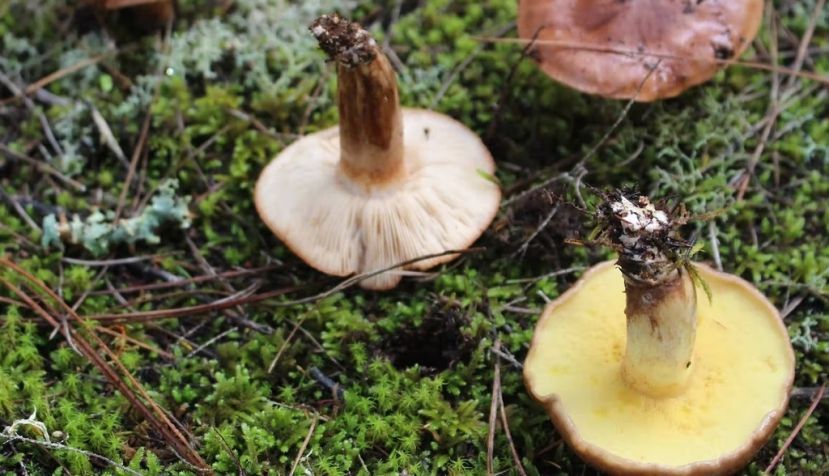 ‘Tricholoma grex albobruneum’ y ‘Suillus granulatus’. Marcos Salas Pascual, Author provided