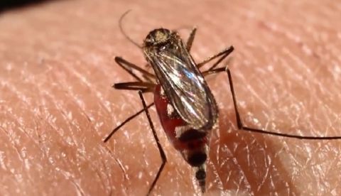 El experimento -aplicado en dos comunidades de las afueras de La Habana- consiste en liberar machos estériles del mosquito Aedes aegypti que, al copular con hembras salvajes, reducen su capacidad reproductiva y con ello la natalidad de su población.. EFE/Mahatma Fong/Archivo