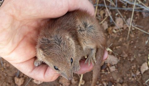Imagen facilitada por la Universidad de Australia Occidental (UWA, siglas en inglés) de un ejemplar de Kaluta, unos diminutos marsupiales del noroeste de Australia que tienen una vida sexual intensa e inusual, ya que sus machos mueren después de una única temporada de apareamiento, publican hoy fuentes académicas. EFE