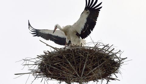 Una cigüeña arregla su nido. EFE/Darek Delmanowicz/Archivo