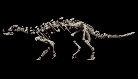 Descubren en Chile una nueva y enigmática especie de dinosaurio acorazado