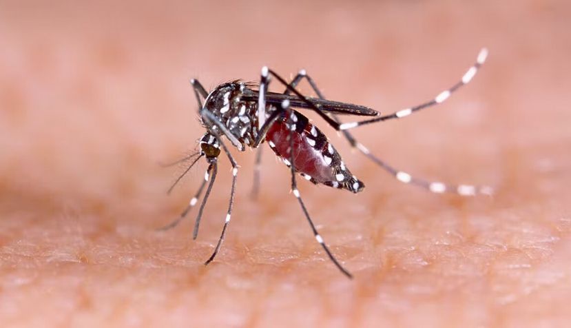 Ejemplar de Aedes aegypti. Luis Monje, Author provided