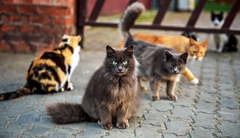 Legislar sobre gatos callejeros sin negar las evidencias científicas