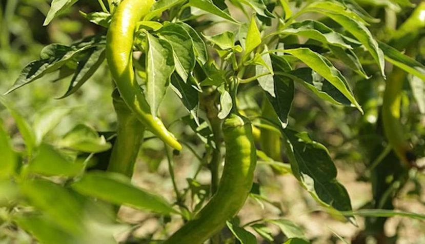 Plantas de pimiento. Wikimedia Commons