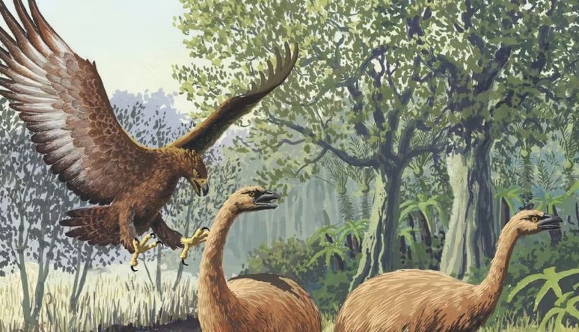 Ilustración de un águila de Haast atacando a un moa gigante de la isla Sur, en Nueva Zelanda. John Megahan / Wikimedia Commons, CC BY