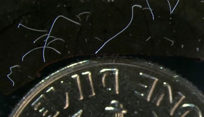 Bacterias ‘Thiomargarita magnifica’ fotografíadas junto a una moneda de diez centavos de dólar. Tomas Tyml/Lawrence Berkeley National Laboratory