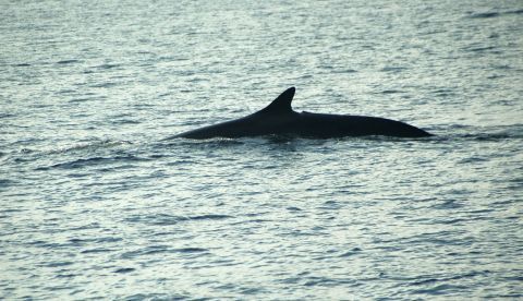 Ballena rorcual común (Balaenoptera physalus), el segundo ser vivo más grande del planeta en su ruta migratoria por las aguas cercanas a la isla de Cabrera (España). EFE/Archivo