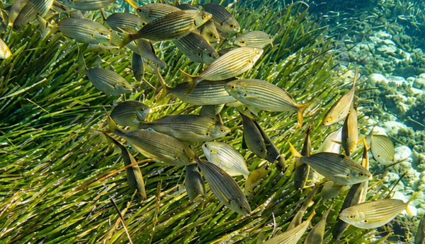 El Mediterráneo del Cabo de Gata está repleto de biodiversidad