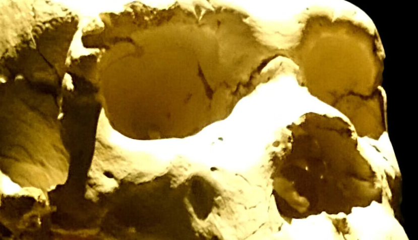 Miguelón, el Cráneo 5. Es uno de los fósiles humanos más emblemáticos de Atapuerca. El descubrimiento de numerosos restos en la Sima de los Huesos convirtió el yacimiento en una referencia internacional. UtaUtaNapishtim/Wikimedia commons, CC BY-SA