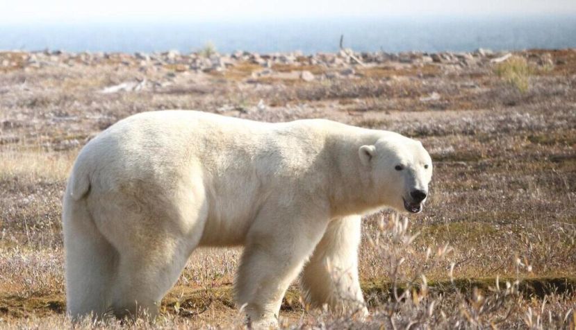 Los osos polares corren el riesgo de morir de inanición si el verano ártico se alarga
