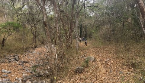 Imagen cedida por el Real Jardín Botánico (Consejo Superior de Investigaciones Científicas) de un bosque seco en el departamento de Piura, en Perú. EFE