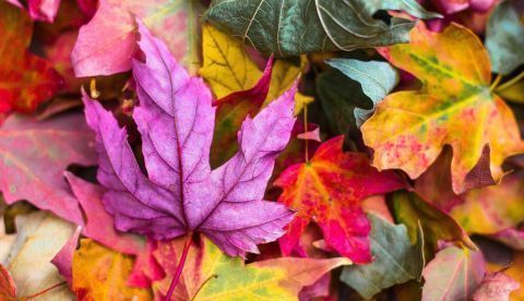 Los colores del otoño
