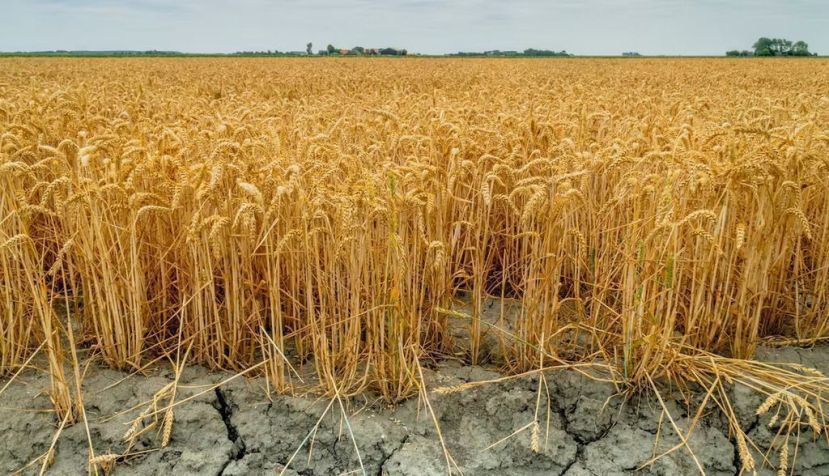 El cambio climático obliga a Europa a replantearse las normas sobre mejora genética vegetal