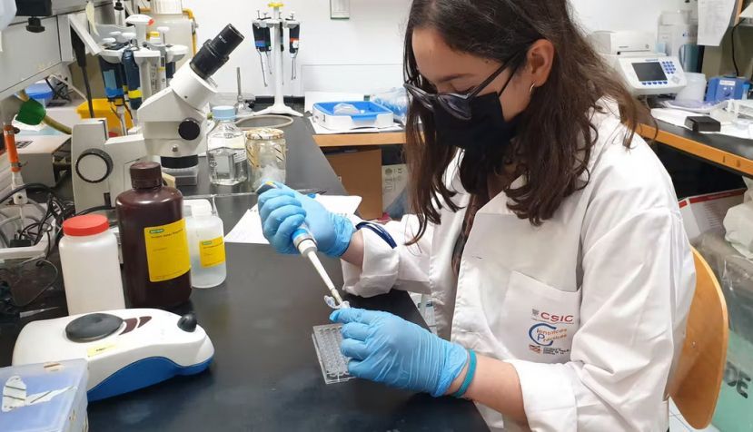 Alumna pipeteando en el laboratorio durante una estancia de investigación organizada por el proyecto Científic@s en Prácticas. Científic@s en Prácticas