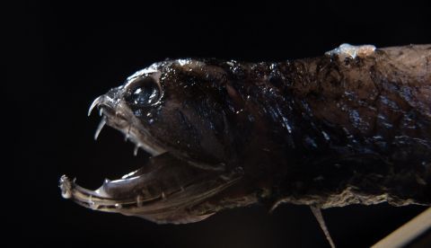 Fotografía cedida este miércoles por la Escuela de Ingeniería Jacobs de la Universidad de California San Diego (UC San Diego) donde se registro un ejemplar de aristostomia scintillan, conocido también como pez dragón, que ha desarrollado dientes transparentes para ocultar la amenaza a sus presas, según la revista Matter. EFE