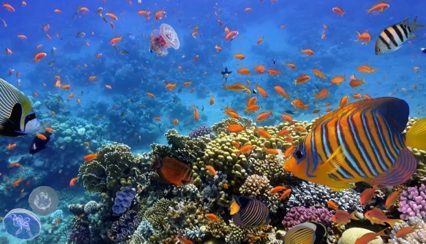Arrecife de coral en el mar Rojo. Vlad61 / Shutterstock