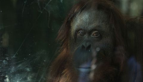 Registro de la orangután Sandra, en el zoológico de Buenos Aires (Argentina). EFE/Archivo