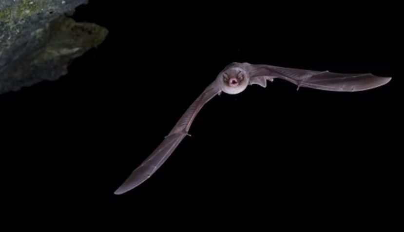 Un ejemplar de Miniopterus scheibersii, murciélago de cueva. Wikimedia Commons / C. Robiller/naturlichter.de, CC BY-SA