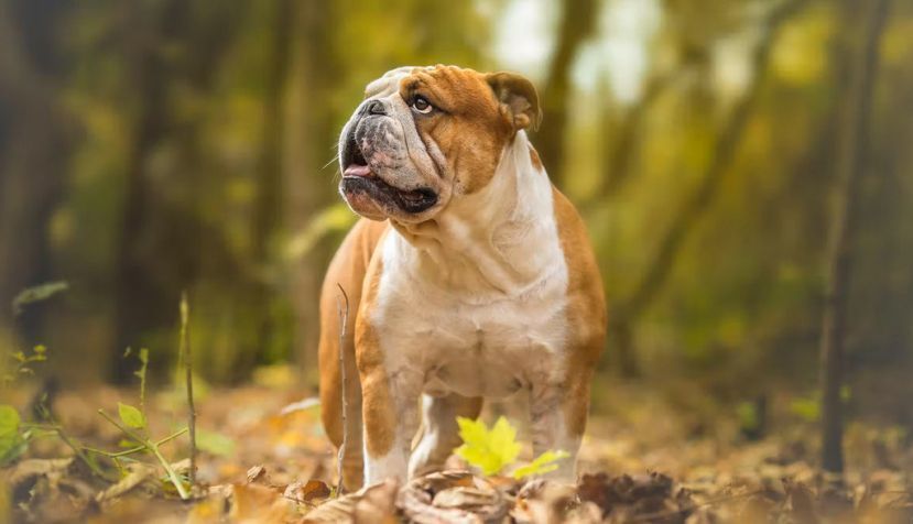 Un bulldog inglés. Shutterstock / Lunja
