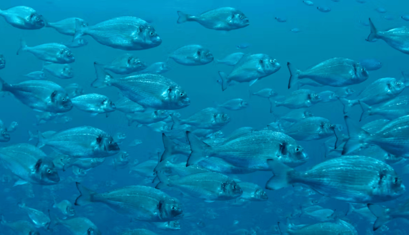 Cardumen de doradas en una piscifactoría. Adnan Buyuk/Shutterstock
