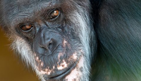 Un chimpancé en el zoológico de Karlsruhe (Alemania). EFE/ Ronald Wittek/Archivo