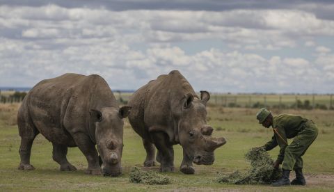Las últimas dos rinocerontes blanco hembras, Najin y Fatu alimentadas por un cuidador en el Centro de Conservación Ol Pejeta (Kenia). EFE/Dai Kurokawa/Archivo