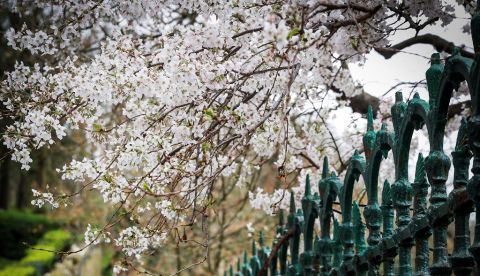 Vista de un árbol en flor en un parque de San Sebastián. EFE/Javier Etxezarreta