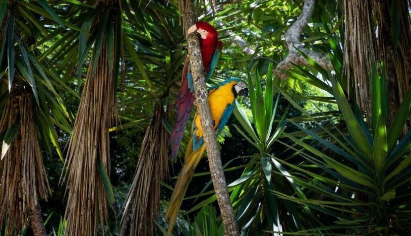 Una pequeña cabaña escondida, refugio de la fauna silvestre venezolana
